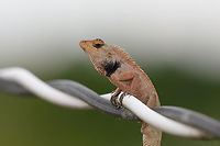 Oriental Garden Lizard - closeup, Hồ Chí Minh City, Vietnam https://www.jungledragon.com/image/169811/oriental_garden_lizard_h_ch_minh_city_vietnam.html Asia,Calotes versicolor,Geotagged,Hồ Chí Minh City,Oriental Garden Lizard,Saigon,Spring,Vietnam,Vietnam 2025