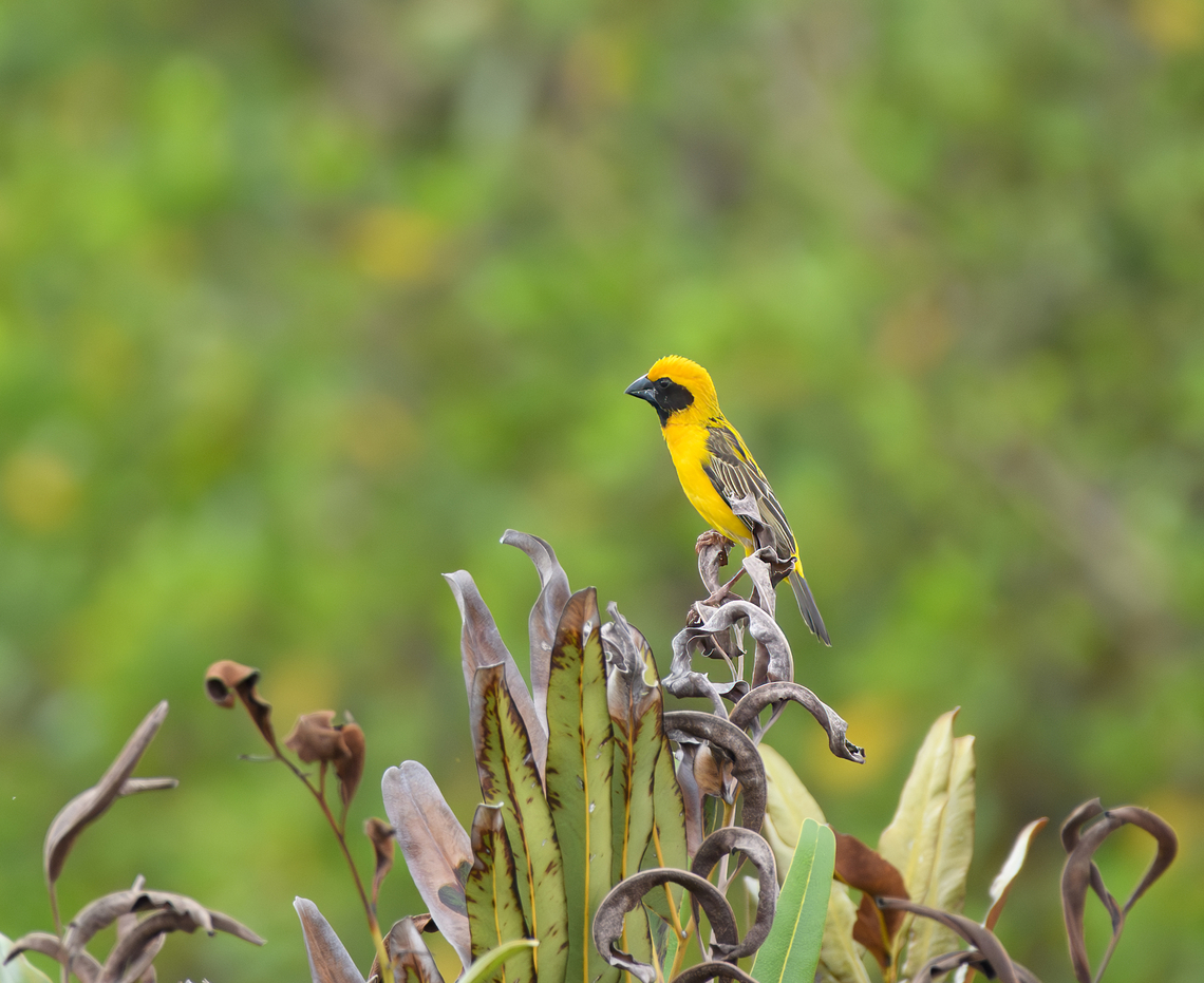 Asian Golden Weaver, Hồ Ch&iacute; Minh City, Vietnam  Asia,Asian golden weaver,Geotagged,Hồ Ch&iacute; Minh City,Ploceus hypoxanthus,Saigon,Spring,Vietnam,Vietnam 2025