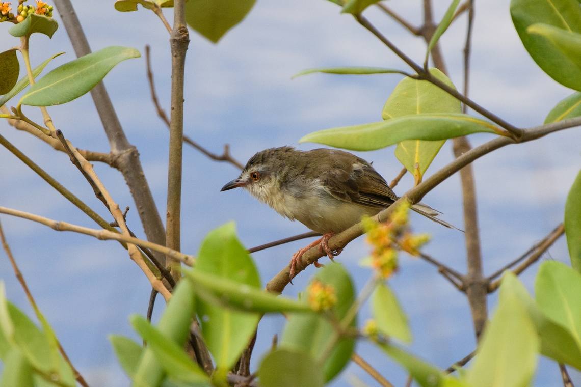 Plain Prinia, Hồ Ch&iacute; Minh City, Vietnam  Asia,Geotagged,Hồ Ch&iacute; Minh City,Plain prinia,Prinia inornata,Saigon,Spring,Vietnam,Vietnam 2025