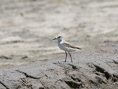 White-faced Plover, Hồ Chí Minh City, Vietnam  Anarhynchus dealbatus,Asia,Geotagged,Hồ Chí Minh City,Saigon,Spring,Vietnam,Vietnam 2025,white-faced plover