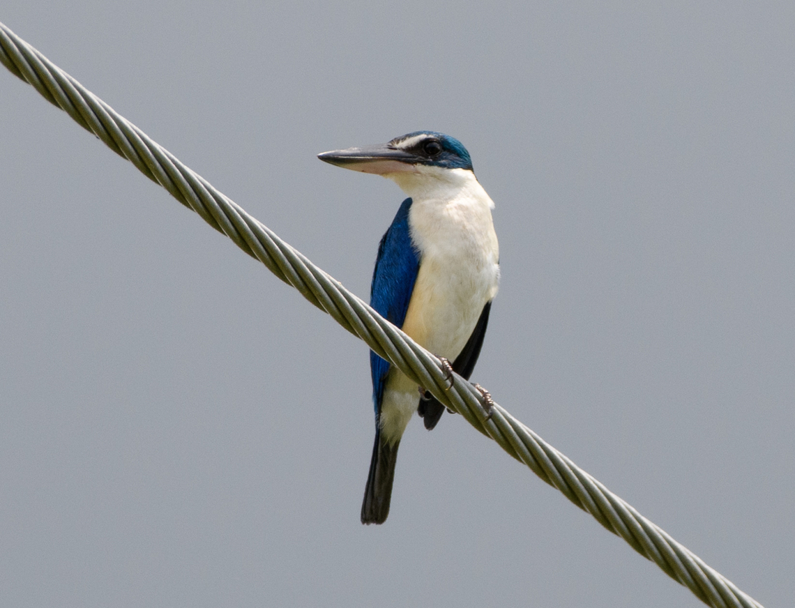 Collared Kingfisher, Hồ Chí Minh City, Vietnam  Asia,Collared Kingfisher,Geotagged,Hồ Chí Minh City,Saigon,Spring,Todiramphus chloris,Vietnam,Vietnam 2025