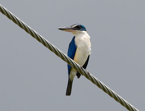 Collared Kingfisher, Hồ Chí Minh City, Vietnam  Asia,Collared Kingfisher,Geotagged,Hồ Chí Minh City,Saigon,Spring,Todiramphus chloris,Vietnam,Vietnam 2025