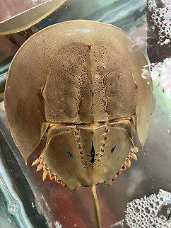 Mangrove Horseshoe Crab, Hồ Chí Minh City, Vietnam Seen in a fish tank in a seafood restaurant. Part of a pair, this is the male. Asia,Carcinoscorpius rotundicauda,Geotagged,Hồ Chí Minh City,Mangrove horseshoe crab,Saigon,Spring,Vietnam,Vietnam 2025