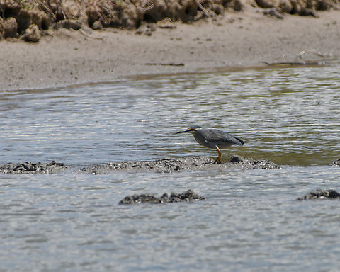 Striated Heron, Hồ Chí Minh City, Vietnam Very distant shot. Asia,Butorides striata,Geotagged,Hồ Chí Minh City,Saigon,Spring,Striated Heron,Vietnam,Vietnam 2025