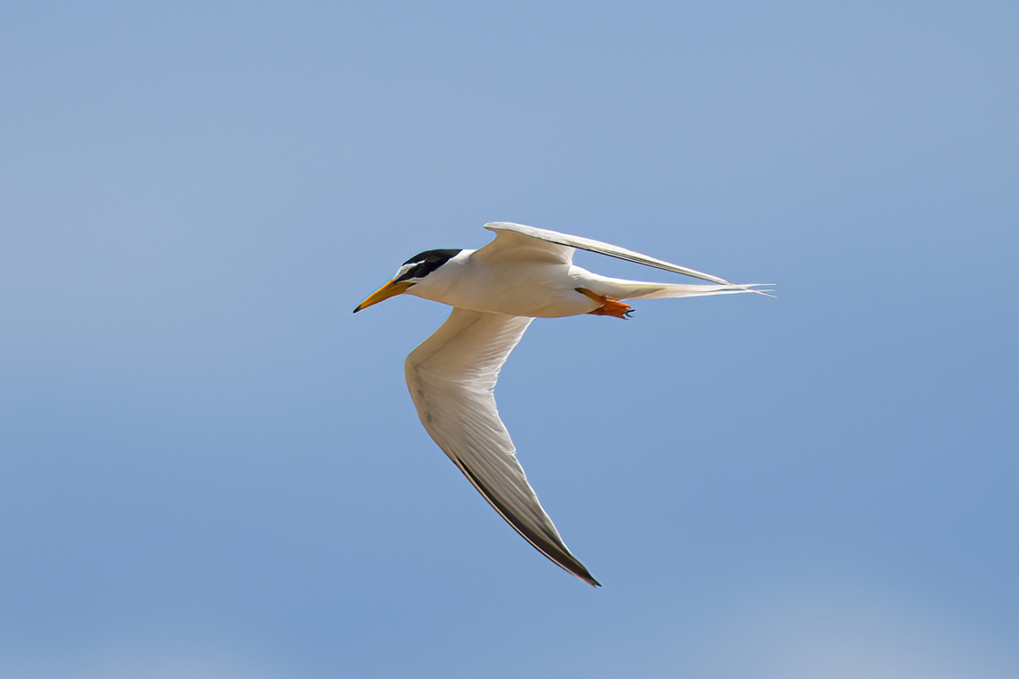 Little Tern, Hồ Chí Minh City, Vietnam  Asia,Geotagged,Hồ Chí Minh City,Little tern,Saigon,Spring,Sternula albifrons,Vietnam,Vietnam 2025