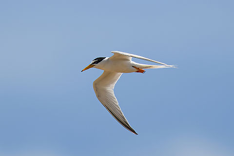 Little Tern, Hồ Chí Minh City, Vietnam  Asia,Geotagged,Hồ Chí Minh City,Little tern,Saigon,Spring,Sternula albifrons,Vietnam,Vietnam 2025