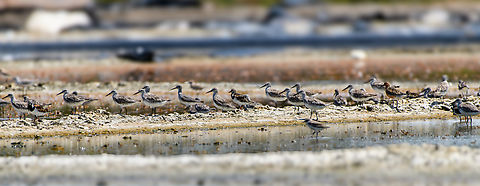 Common Greenshank, Hồ Chí Minh City, Vietnam Distant observation of what I think are mostly Common Greenshanks. Asia,Common greenshank,Geotagged,Hồ Chí Minh City,Saigon,Spring,Tringa nebularia,Vietnam,Vietnam 2025