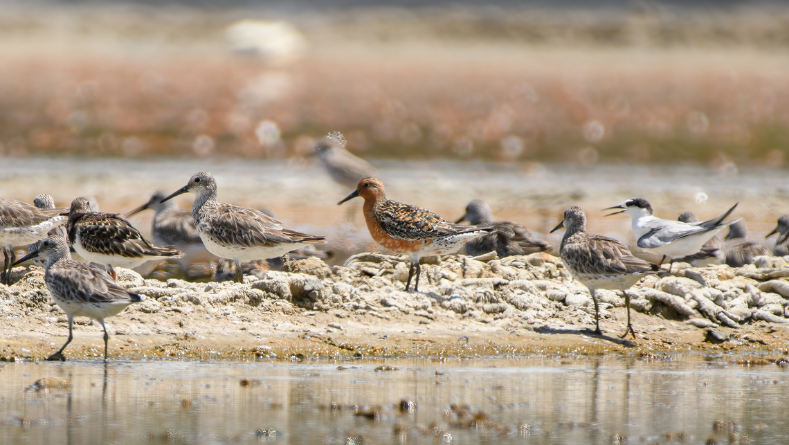 Red Knot, Hồ Ch&iacute; Minh City, Vietnam In breeding plumage, the orange bird in the middle. Asia,Calidris canutus,Geotagged,Hồ Ch&iacute; Minh City,Red knot,Saigon,Spring,Vietnam,Vietnam 2025