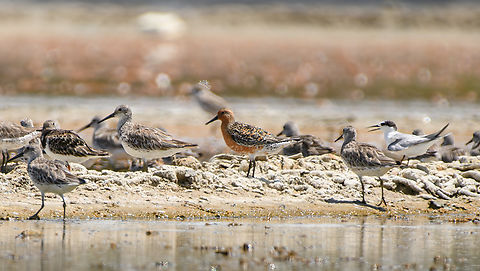 Red Knot, Hồ Chí Minh City, Vietnam In breeding plumage, the orange bird in the middle. Asia,Calidris canutus,Geotagged,Hồ Chí Minh City,Red knot,Saigon,Spring,Vietnam,Vietnam 2025