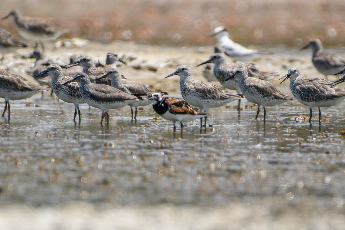 Ruddy Turnstone, Hồ Ch&iacute; Minh City, Vietnam The small bird in the middle. Arenaria interpres,Asia,Geotagged,Hồ Ch&iacute; Minh City,Ruddy Turnstone,Saigon,Spring,Vietnam,Vietnam 2025