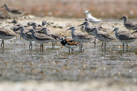 Ruddy Turnstone, Hồ Chí Minh City, Vietnam The small bird in the middle. Arenaria interpres,Asia,Geotagged,Hồ Chí Minh City,Ruddy Turnstone,Saigon,Spring,Vietnam,Vietnam 2025