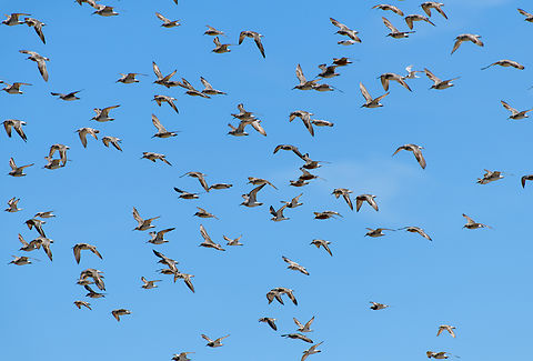Shorebirds on the wing, Hồ Ch&iacute; Minh City, Vietnam Multiple species. Asia,Geotagged,Hồ Ch&iacute; Minh City,Saigon,Spring,Vietnam,Vietnam 2025