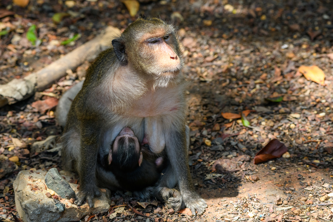 Long-tailed Macaque, Chiến Khu Rừng Sác, Vietnam Mother and infant. Asia,Chiến Khu Rừng Sác,Crab-eating macaque,Geotagged,Hồ Chí Minh City,Macaca fascicularis,Saigon,Spring,Vietnam,Vietnam 2025