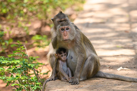 Long-tailed Macaque - family, Chiến Khu Rừng Sác, Vietnam  Asia,Chiến Khu Rừng Sác,Geotagged,Hồ Chí Minh City,Long-tailed Macaque,Macaca fascicularis,Saigon,Spring,Vietnam,Vietnam 2025