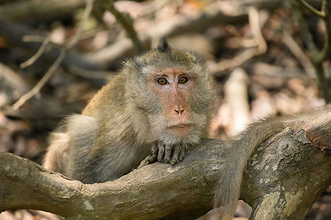 Long-tailed Macaque - male, Chiến Khu Rừng S&aacute;c, Vietnam  Asia,Chiến Khu Rừng S&aacute;c,Geotagged,Hồ Ch&iacute; Minh City,Long-tailed Macaque,Macaca fascicularis,Saigon,Spring,Vietnam,Vietnam 2025