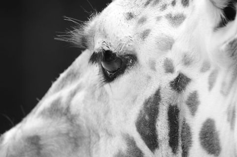Rothschild Giraffe extreme closeup A very close sideview of the face of a Rothschild Giraffe. Giraffa camelopardalis rothschildi,Giraffe,Rhenen Zoo,Rothschild Giraffe,Rothschild's Giraffe,black and white
