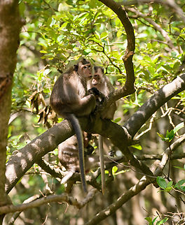 Long-tailed Macaque - family in tree, Chiến Khu Rừng S&aacute;c, Vietnam  Asia,Chiến Khu Rừng S&aacute;c,Geotagged,Hồ Ch&iacute; Minh City,Long-tailed Macaque,Macaca fascicularis,Saigon,Spring,Vietnam,Vietnam 2025