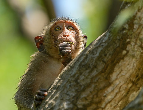 Long-tailed Macaque - feeding, Chiến Khu Rừng Sác, Vietnam  Asia,Chiến Khu Rừng Sác,Geotagged,Hồ Chí Minh City,Long-tailed Macaque,Macaca fascicularis,Saigon,Spring,Vietnam,Vietnam 2025
