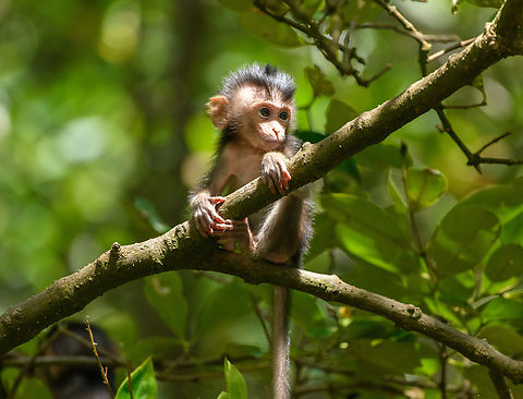 Long-tailed Macaque - baby, Chiến Khu Rừng Sác, Vietnam  Asia,Chiến Khu Rừng Sác,Geotagged,Hồ Chí Minh City,Long-tailed Macaque,Macaca fascicularis,Saigon,Spring,Vietnam,Vietnam 2025
