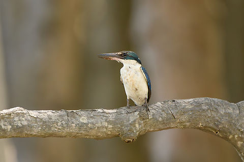 Collared Kingfisher, Chiến Khu Rừng Sác, Vietnam  Asia,Chiến Khu Rừng Sác,Collared Kingfisher,Geotagged,Hồ Chí Minh City,Saigon,Spring,Todiramphus chloris,Vietnam,Vietnam 2025