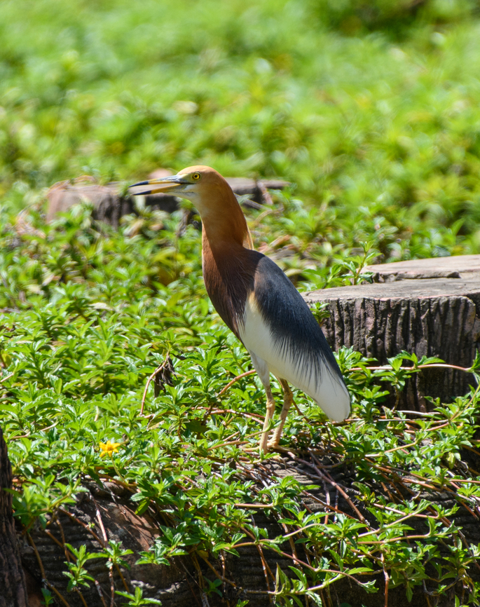 Chinese Pond Heron, Chiến Khu Rừng Sác, Vietnam  Ardeola bacchus,Asia,Chinese pond heron,Chiến Khu Rừng Sác,Geotagged,Hồ Chí Minh City,Saigon,Spring,Vietnam,Vietnam 2025