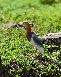Chinese Pond Heron, Chiến Khu Rừng Sác, Vietnam  Ardeola bacchus,Asia,Chinese pond heron,Chiến Khu Rừng Sác,Geotagged,Hồ Chí Minh City,Saigon,Spring,Vietnam,Vietnam 2025