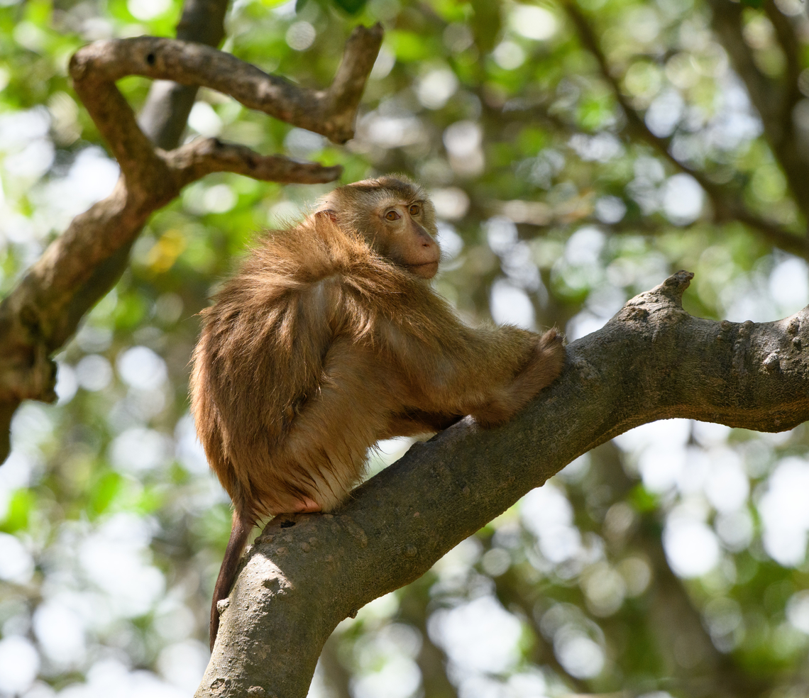 Long-tailed Macaque - male, Chiến Khu Rừng Sác, Vietnam  Asia,Chiến Khu Rừng Sác,Geotagged,Hồ Chí Minh City,Long-tailed Macaque,Macaca fascicularis,Saigon,Spring,Vietnam,Vietnam 2025