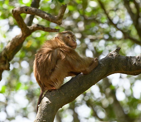 Long-tailed Macaque - male, Chiến Khu Rừng Sác, Vietnam  Asia,Chiến Khu Rừng Sác,Geotagged,Hồ Chí Minh City,Long-tailed Macaque,Macaca fascicularis,Saigon,Spring,Vietnam,Vietnam 2025