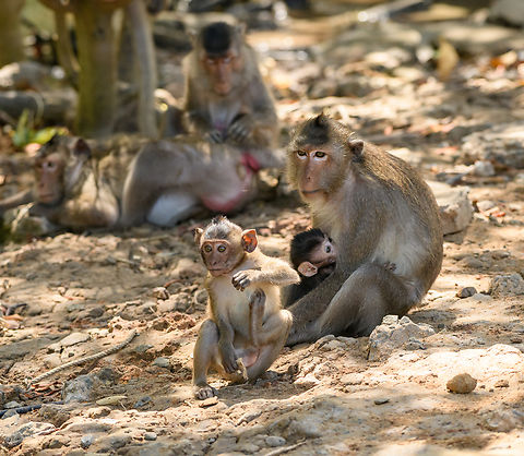 Long-tailed Macaque - group, Chiến Khu Rừng Sác, Vietnam  Asia,Chiến Khu Rừng Sác,Geotagged,Hồ Chí Minh City,Long-tailed Macaque,Macaca fascicularis,Saigon,Spring,Vietnam,Vietnam 2025