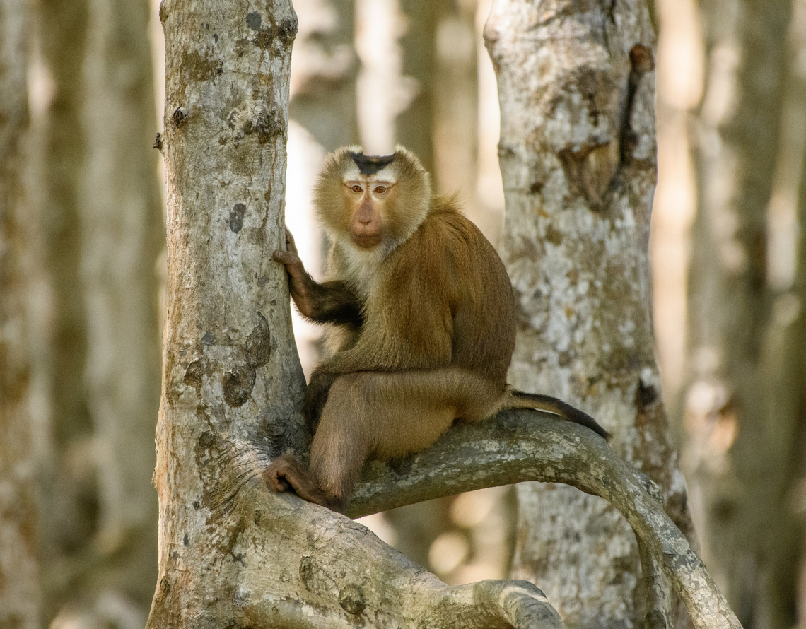 Northern Pig-tailed Macaque, Chiến Khu Rừng Sác, Vietnam The 2nd species of Macaque occurring in Vietnam, this one being much more rare and vulnerable than the Long-tailed Macaque.<br />
<figure class="photo"><a href="https://www.jungledragon.com/image/170212/northern_pig-tailed_macaque_-_side_view_chin_khu_rng_sc_vietnam.html" title="Northern Pig-tailed Macaque - side view, Chiến Khu Rừng S&aacute;c, Vietnam"><img src="https://s3.amazonaws.com/media.jungledragon.com/images/2/170212_thumb.jpg?AWSAccessKeyId=05GMT0V3GWVNE7GGM1R2&Expires=1759968010&Signature=7YjCxJwmHsedLuDRvy5xWR7yEb4%3D" width="200" height="154" alt="Northern Pig-tailed Macaque - side view, Chiến Khu Rừng S&aacute;c, Vietnam The 2nd species of Macaque occurring in Vietnam, this one being much more rare and vulnerable than the Long-tailed Macaque.<br />
https://www.jungledragon.com/image/170211/northern_pig-tailed_macaque_-_portrait_chin_khu_rng_sc_vietnam.html<br />
https://www.jungledragon.com/image/170210/northern_pig-tailed_macaque_chin_khu_rng_sc_vietnam.html Asia,Chiến Khu Rừng S&aacute;c,Geotagged,Hồ Ch&iacute; Minh City,Macaca leonina,Northern Pig-tailed Macaque,Saigon,Spring,Vietnam,Vietnam 2025" /></a></figure><br />
<figure class="photo"><a href="https://www.jungledragon.com/image/170211/northern_pig-tailed_macaque_-_portrait_chin_khu_rng_sc_vietnam.html" title="Northern Pig-tailed Macaque - portrait, Chiến Khu Rừng S&aacute;c, Vietnam"><img src="https://s3.amazonaws.com/media.jungledragon.com/images/2/170211_thumb.jpg?AWSAccessKeyId=05GMT0V3GWVNE7GGM1R2&Expires=1759968010&Signature=JQkpu2FBG3WhpQPEDjh%2BRuNSCSc%3D" width="200" height="134" alt="Northern Pig-tailed Macaque - portrait, Chiến Khu Rừng S&aacute;c, Vietnam The 2nd species of Macaque occurring in Vietnam, this one being much more rare and vulnerable than the Long-tailed Macaque.<br />
https://www.jungledragon.com/image/170212/northern_pig-tailed_macaque_-_side_view_chin_khu_rng_sc_vietnam.html<br />
https://www.jungledragon.com/image/170210/northern_pig-tailed_macaque_chin_khu_rng_sc_vietnam.html Asia,Chiến Khu Rừng S&aacute;c,Geotagged,Hồ Ch&iacute; Minh City,Macaca leonina,Northern Pig-tailed Macaque,Saigon,Spring,Vietnam,Vietnam 2025" /></a></figure> Asia,Chiến Khu Rừng Sác,Geotagged,Hồ Chí Minh City,Macaca leonina,Northern pig-tailed macaque,Saigon,Spring,Vietnam,Vietnam 2025