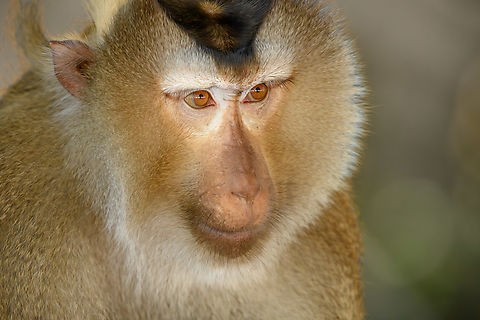 Northern Pig-tailed Macaque - portrait, Chiến Khu Rừng Sác, Vietnam The 2nd species of Macaque occurring in Vietnam, this one being much more rare and vulnerable than the Long-tailed Macaque.
https://www.jungledragon.com/image/170212/northern_pig-tailed_macaque_-_side_view_chin_khu_rng_sc_vietnam.html
https://www.jungledragon.com/image/170210/northern_pig-tailed_macaque_chin_khu_rng_sc_vietnam.html Asia,Chiến Khu Rừng Sác,Geotagged,Hồ Chí Minh City,Macaca leonina,Northern Pig-tailed Macaque,Saigon,Spring,Vietnam,Vietnam 2025