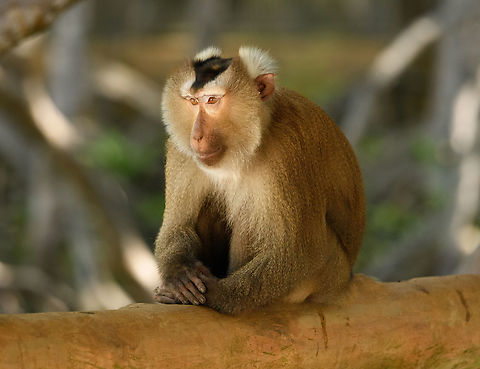 Northern Pig-tailed Macaque - side view, Chiến Khu Rừng S&aacute;c, Vietnam The 2nd species of Macaque occurring in Vietnam, this one being much more rare and vulnerable than the Long-tailed Macaque.
https://www.jungledragon.com/image/170211/northern_pig-tailed_macaque_-_portrait_chin_khu_rng_sc_vietnam.html
https://www.jungledragon.com/image/170210/northern_pig-tailed_macaque_chin_khu_rng_sc_vietnam.html Asia,Chiến Khu Rừng S&aacute;c,Geotagged,Hồ Ch&iacute; Minh City,Macaca leonina,Northern Pig-tailed Macaque,Saigon,Spring,Vietnam,Vietnam 2025