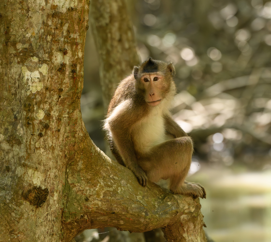 Long-tailed Macaque - young male, Chiến Khu Rừng Sác, Vietnam  Asia,Chiến Khu Rừng Sác,Geotagged,Hồ Chí Minh City,Long-tailed Macaque,Macaca fascicularis,Saigon,Spring,Vietnam,Vietnam 2025