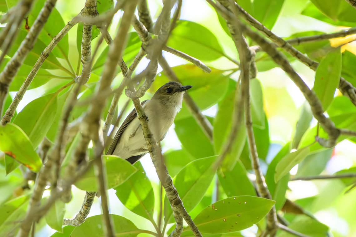 Mangrove Whistler, Chiến Khu Rừng Sác, Vietnam  Asia,Chiến Khu Rừng Sác,Geotagged,Hồ Chí Minh City,Mangrove whistler,Pachycephala cinerea,Saigon,Spring,Vietnam,Vietnam 2025