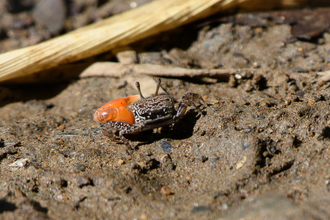 Ring-legged Fiddler Crab, Chiến Khu Rừng Sác, Vietnam  Asia,Austruca annulipes,Chiến Khu Rừng Sác,Geotagged,Hồ Chí Minh City,Ring-legged Fiddler Crab,Saigon,Spring,Vietnam,Vietnam 2025