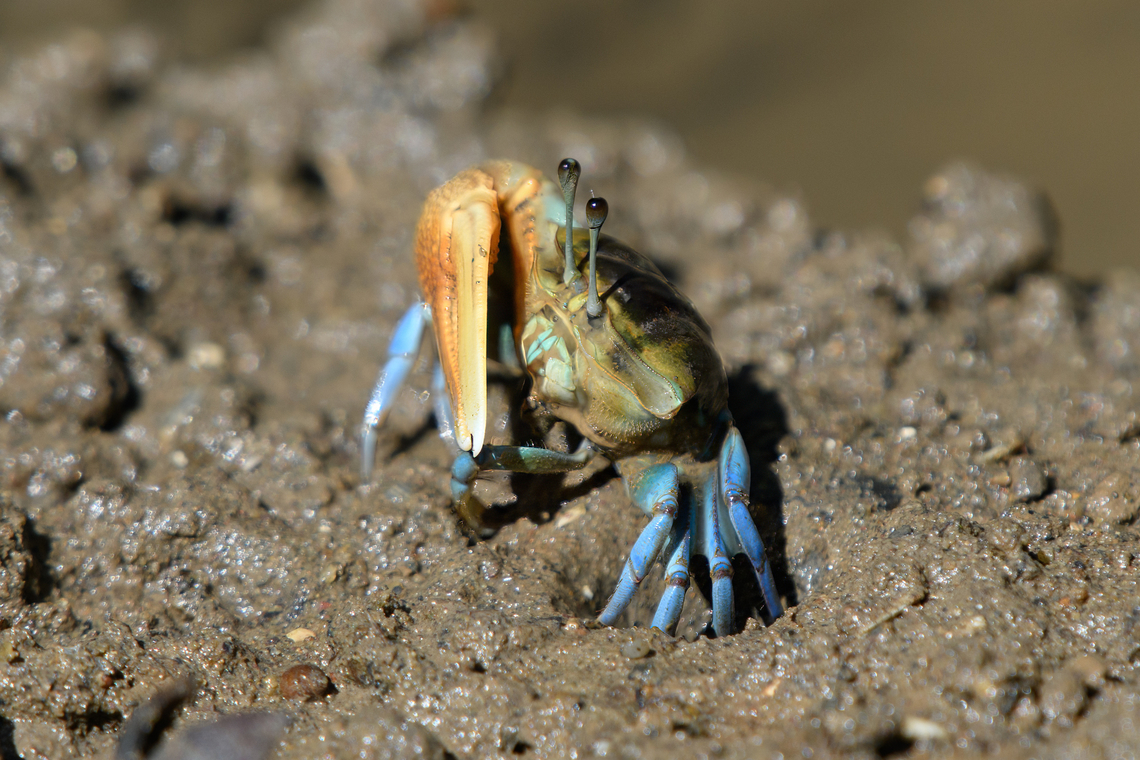 Spined Fiddler Crab, Chiến Khu Rừng Sác, Vietnam  Asia,Chiến Khu Rừng Sác,Geotagged,Hồ Chí Minh City,Saigon,Spined Fiddler Crab,Spring,Tubuca paradussumieri,Vietnam,Vietnam 2025
