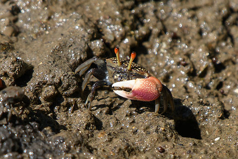 Tubuca forcipata, Chiến Khu Rừng Sác, Vietnam  Asia,Chiến Khu Rừng Sác,Forceps Fiddler Crab,Geotagged,Hồ Chí Minh City,Saigon,Spring,Tubuca forcipata,Vietnam,Vietnam 2025