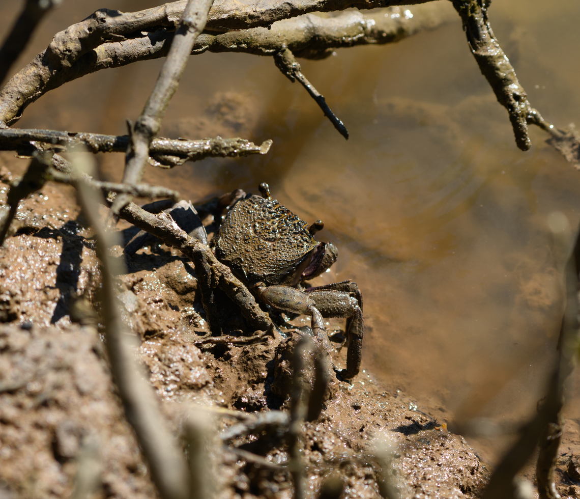 Unknown Crab, Chiến Khu Rừng S&aacute;c, Vietnam Only have this angle, so not sure which species it is. This one was relatively large. Asia,Chiến Khu Rừng S&aacute;c,Geotagged,Hồ Ch&iacute; Minh City,Saigon,Spring,Vietnam,Vietnam 2025