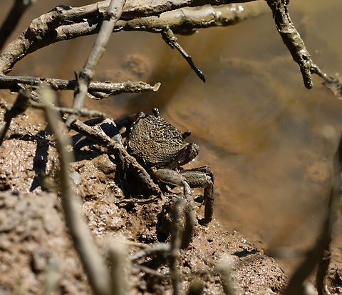 Unknown Crab, Chiến Khu Rừng Sác, Vietnam Only have this angle, so not sure which species it is. This one was relatively large. Asia,Chiến Khu Rừng Sác,Geotagged,Hồ Chí Minh City,Saigon,Spring,Vietnam,Vietnam 2025