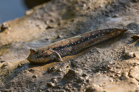 Boddart's Blue-spotted Mudskipper, Chiến Khu Rừng S&aacute;c, Vietnam  Asia,Blue-spotted mudskipper,Boleophthalmus boddarti,Chiến Khu Rừng S&aacute;c,Geotagged,Hồ Ch&iacute; Minh City,Saigon,Spring,Vietnam,Vietnam 2025