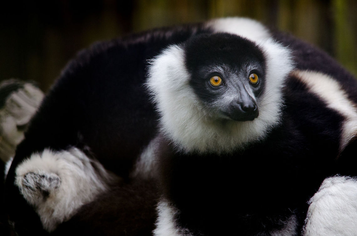 Black-and-white ruffed lemur, Epe Zoo  Black-and-white ruffed lemur,Epe,Europe,Geotagged,Netherlands,The Netherlands,Varecia variegata,Wissel