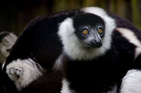 Black-and-white ruffed lemur, Epe Zoo  Black-and-white ruffed lemur,Epe,Europe,Geotagged,Netherlands,The Netherlands,Varecia variegata,Wissel
