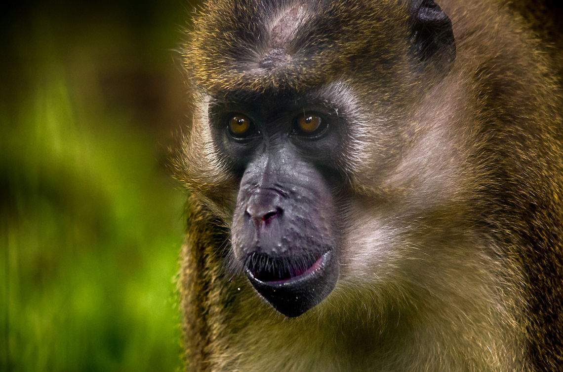 Agile mangabey closeup, Epe Zoo  Agile mangabey,Cercocebus agilis,Epe,Europe,Geotagged,Netherlands,The Netherlands,Wissel