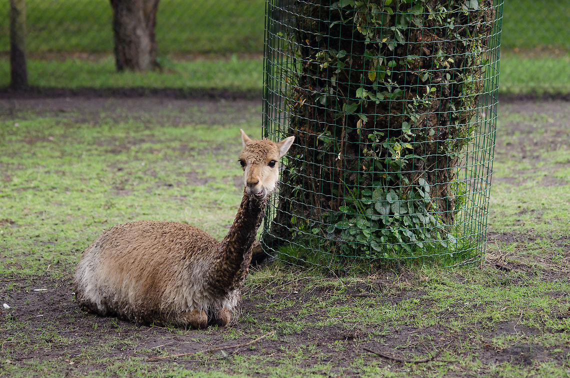 Vicugna vicugna (?), Epe Zoo I&#039;m having some serious doubt on this identification. I have seen this species before here, but can&#039;t find it anymore. Feel free to correct me. Epe,Europe,Geotagged,Netherlands,The Netherlands,Vicugna vicugna,Vicuña,Wissel