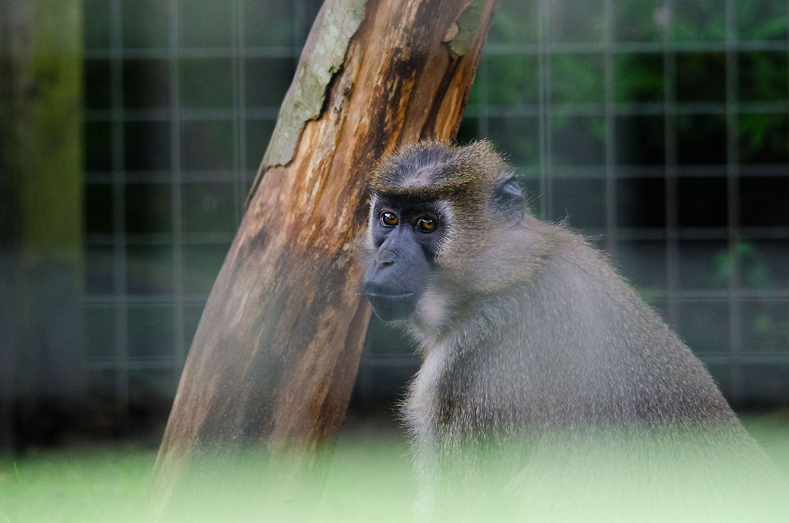 Agile mangabey (Cercocebus agilis agilis), Epe Zoo This is one of the rarest and most threatened monkeys in the world. Of this particular sub species, Cercocebus agilis agilis, the Epe Zoo is the only zoo in the world to inhabit one. Agile mangabey,Cercocebus agilis,Epe,Europe,Geotagged,Netherlands,The Netherlands,Wissel