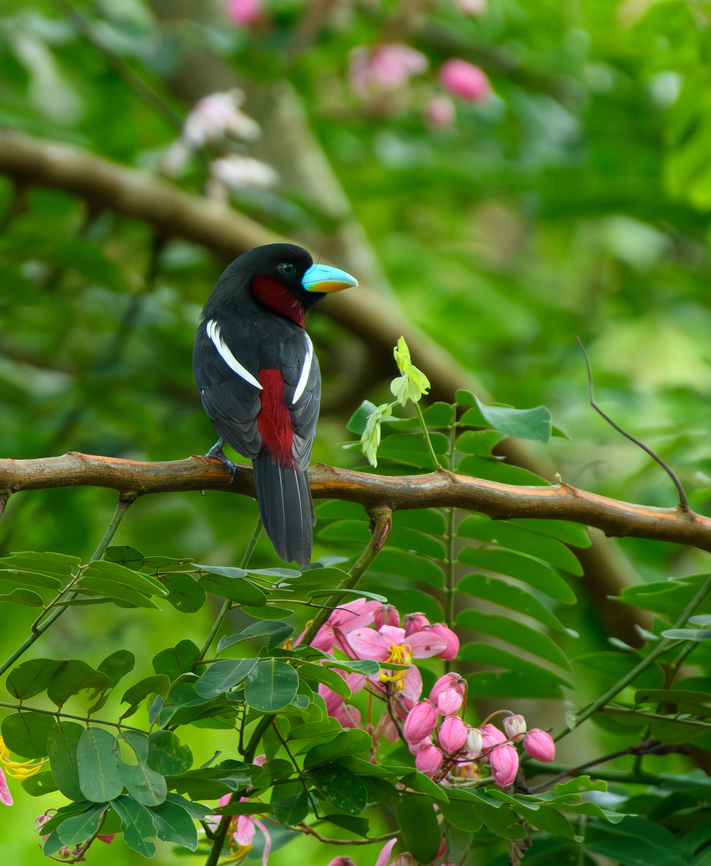 Black-and-red broadbill, Cat Tien National Park, Vietnam The first bird we saw when entering Cat Tien National Park for the first time. We were fortunate to be there during this bird&#039;s nesting period, where they nest close to human settlements and are easy to see.<br />
<figure class="photo"><a href="https://www.jungledragon.com/image/170300/black-and-red_broadbill_cat_tien_national_park_vietnam.html" title="Black-and-red broadbill, Cat Tien National Park, Vietnam"><img src="https://s3.amazonaws.com/media.jungledragon.com/images/2/170300_thumb.jpg?AWSAccessKeyId=05GMT0V3GWVNE7GGM1R2&Expires=1759968010&Signature=aEFcRYT6FXqAxZG53YsbwiChVvo%3D" width="146" height="152" alt="Black-and-red broadbill, Cat Tien National Park, Vietnam The first bird we saw when entering Cat Tien National Park for the first time. We were fortunate to be there during this bird&#039;s nesting period, where they nest close to human settlements and are easy to see.<br />
https://www.jungledragon.com/image/170299/black-and-red_broadbill_cat_tien_national_park_vietnam.html Asia,Black-and-red broadbill,Cat Tien National Park,Cymbirhynchus macrorhynchos,Dong Nai,Geotagged,Spring,Vietnam,Vietnam 2025,Đồng Nai" /></a></figure> Asia,Black-and-red broadbill,Cat Tien National Park,Cymbirhynchus macrorhynchos,Dong Nai,Geotagged,Spring,Vietnam,Vietnam 2025,Đồng Nai