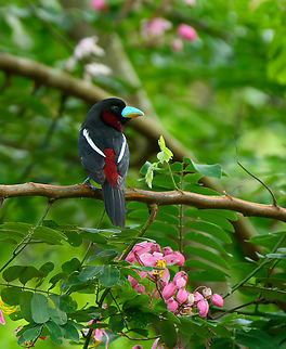 Black-and-red broadbill, Cat Tien National Park, Vietnam The first bird we saw when entering Cat Tien National Park for the first time. We were fortunate to be there during this bird's nesting period, where they nest close to human settlements and are easy to see.
https://www.jungledragon.com/image/170300/black-and-red_broadbill_cat_tien_national_park_vietnam.html Asia,Black-and-red broadbill,Cat Tien National Park,Cymbirhynchus macrorhynchos,Dong Nai,Geotagged,Spring,Vietnam,Vietnam 2025,Đồng Nai