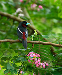 Black-and-red broadbill, Cat Tien National Park, Vietnam The first bird we saw when entering Cat Tien National Park for the first time. We were fortunate to be there during this bird's nesting period, where they nest close to human settlements and are easy to see.<br />
https://www.jungledragon.com/image/170300/black-and-red_broadbill_cat_tien_national_park_vietnam.html Asia,Black-and-red broadbill,Cat Tien National Park,Cymbirhynchus macrorhynchos,Dong Nai,Geotagged,Spring,Vietnam,Vietnam 2025,Đồng Nai