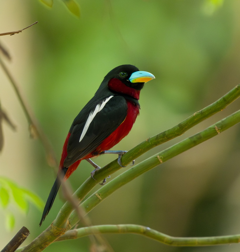 Black-and-red broadbill, Cat Tien National Park, Vietnam The first bird we saw when entering Cat Tien National Park for the first time. We were fortunate to be there during this bird&#039;s nesting period, where they nest close to human settlements and are easy to see.<br />
<figure class="photo"><a href="https://www.jungledragon.com/image/170299/black-and-red_broadbill_cat_tien_national_park_vietnam.html" title="Black-and-red broadbill, Cat Tien National Park, Vietnam"><img src="https://s3.amazonaws.com/media.jungledragon.com/images/2/170299_thumb.jpg?AWSAccessKeyId=05GMT0V3GWVNE7GGM1R2&Expires=1767225610&Signature=ejB7Coq1%2BASYShNCNbmJ2hhFi44%3D" width="126" height="152" alt="Black-and-red broadbill, Cat Tien National Park, Vietnam The first bird we saw when entering Cat Tien National Park for the first time. We were fortunate to be there during this bird&#039;s nesting period, where they nest close to human settlements and are easy to see.<br />
https://www.jungledragon.com/image/170300/black-and-red_broadbill_cat_tien_national_park_vietnam.html Asia,Black-and-red broadbill,Cat Tien National Park,Cymbirhynchus macrorhynchos,Dong Nai,Geotagged,Spring,Vietnam,Vietnam 2025,Đồng Nai" /></a></figure> Asia,Black-and-red broadbill,Cat Tien National Park,Cymbirhynchus macrorhynchos,Dong Nai,Geotagged,Spring,Vietnam,Vietnam 2025,Đồng Nai
