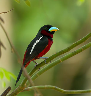 Black-and-red broadbill, Cat Tien National Park, Vietnam The first bird we saw when entering Cat Tien National Park for the first time. We were fortunate to be there during this bird's nesting period, where they nest close to human settlements and are easy to see.
https://www.jungledragon.com/image/170299/black-and-red_broadbill_cat_tien_national_park_vietnam.html Asia,Black-and-red broadbill,Cat Tien National Park,Cymbirhynchus macrorhynchos,Dong Nai,Geotagged,Spring,Vietnam,Vietnam 2025,Đồng Nai